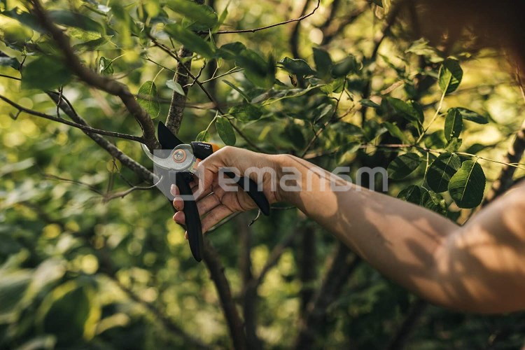 სეკატორი Fiskars Solid P321