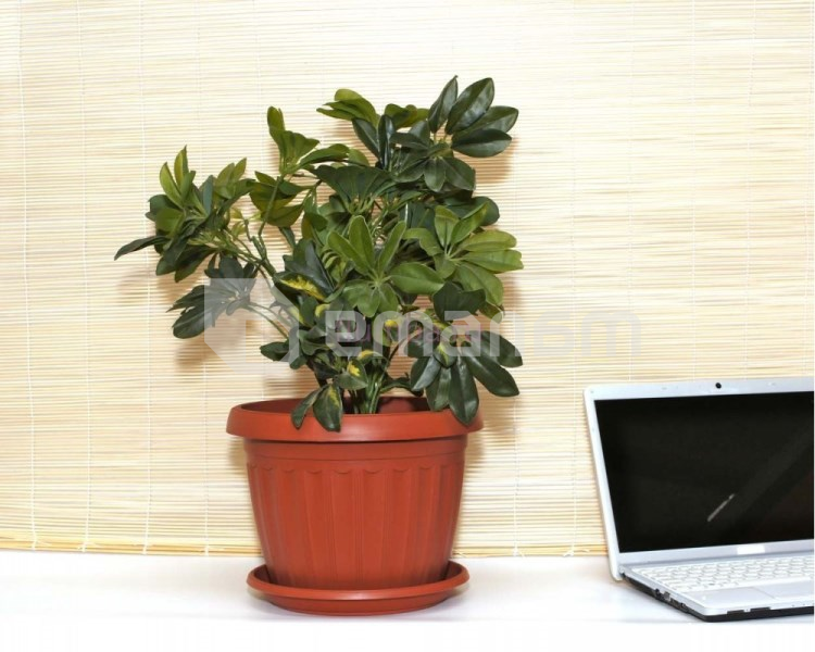 პლასტმასის ქოთანი დასადგამით ტერრა 36*27 (ტერაკოტი)