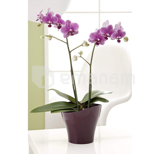 პლასტმასის ქოთანი ყვავილებისთვის Scheurich 221/19 WAVE BRIGHT LILAC