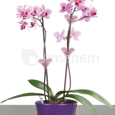 ორქიდეის საყრდენი Scheurich 152/04 გამჭვირვალე	