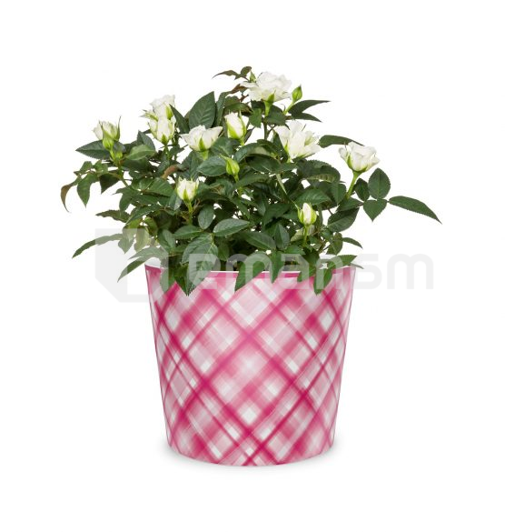 ქოთანი კერამიკული ყვავილის Scheurich 870/13 COVER-POT CARREAU