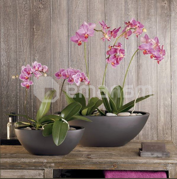 კერამიკული ქოთანი ორქიდეებისთვის Scheurich 430/30 ANTHRAZIT