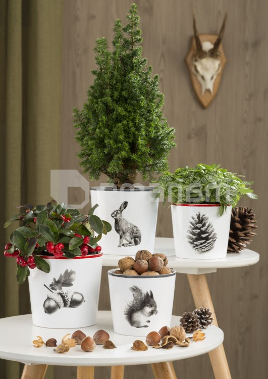 ქოთანი კერამიკული ყვავილის Scheurich 870/13 870/13 COVER-POT FAIRYTALE SORT