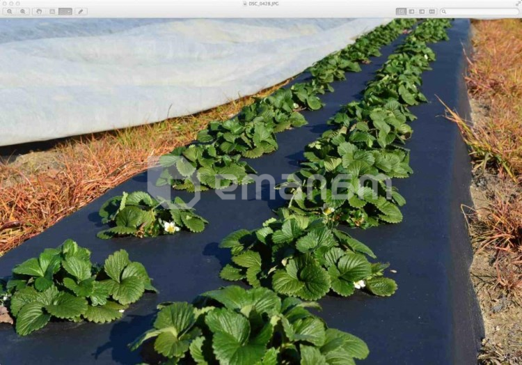 აგრობოჭკო შავი 60გრ./მ.2 3,2x10 მ სბქ+