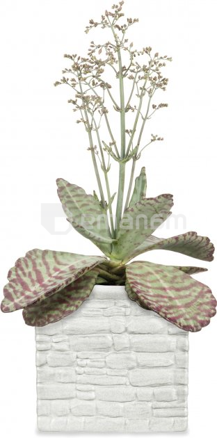 ქოთანი ყვავილის კერამიკული Scheurich Chalk 13/995