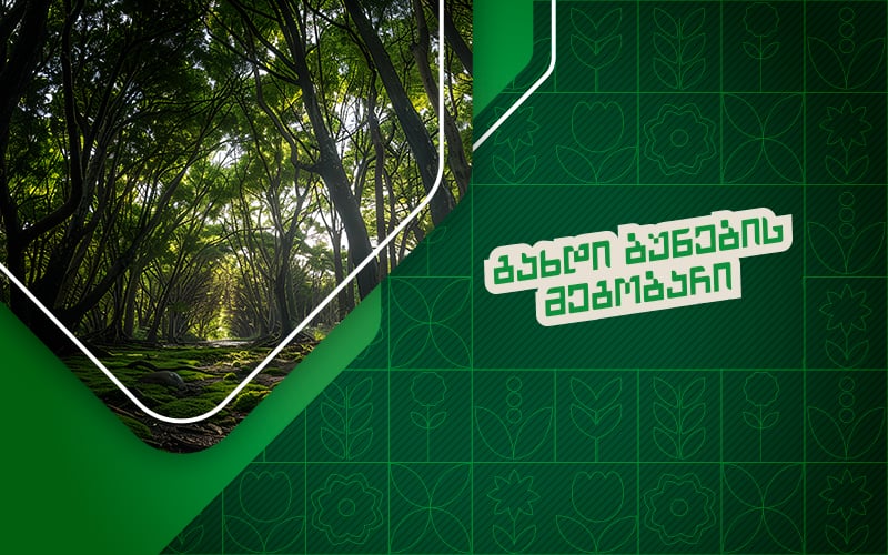 უჯარმის  ტყის დასუფთავება