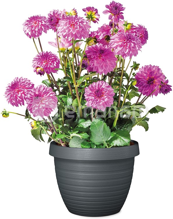 ქოთანი პლასტიკის ეზოს Scheurich Metallic grey