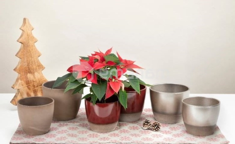 ქოთანი ყვავილის კერამიკული Scheurich 920/16 Scarlet 16x14 სმ