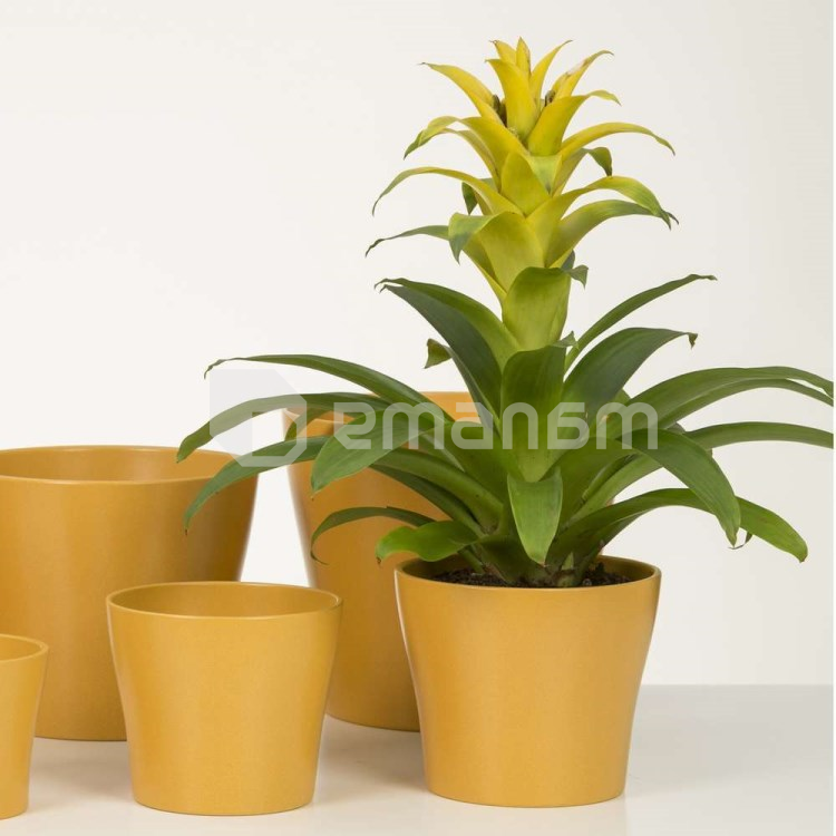 ქოთანი კერამიკული ყვავილის Scheurich 808/17 Cover pot Curcuma
