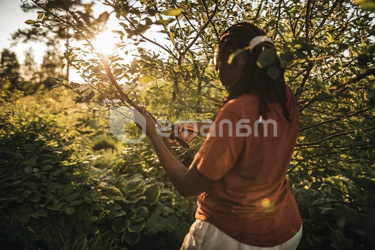 სეკატორი Fiskars PowerGear L P961 26 მმ