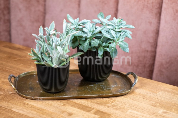 ქოთანი ყვავილის Capi Europe Planter Ball Groove textile 21,5x20სმ შავი