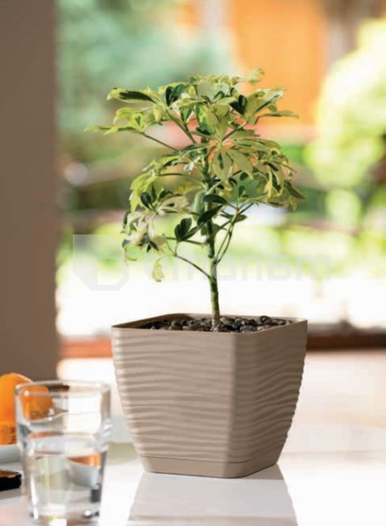 ქოთანი ყვავილის დასადგამით Form-Plastic Sahara petit 19 taupe