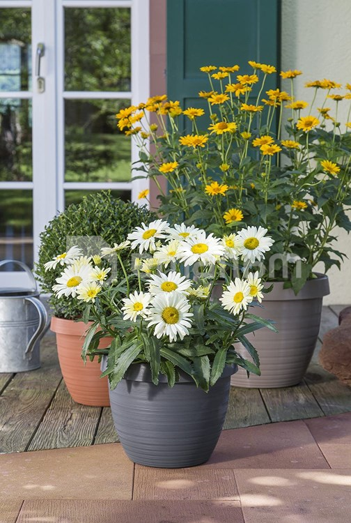 ქოთანი პლასტიკის ეზოს Scheurich Metallic grey