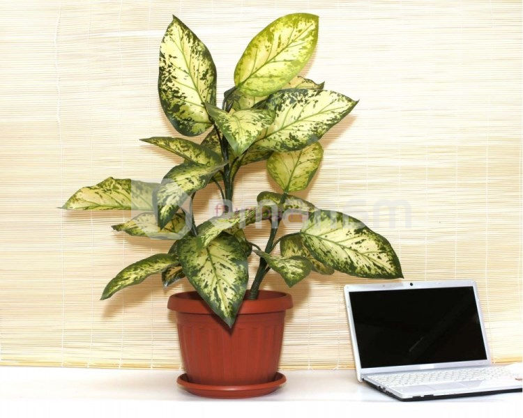 პლასტმასის ქოთანი დასადგამით ტერრა 36*27 (ტერაკოტი)