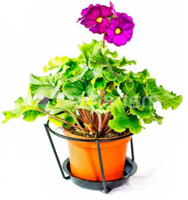 ყვავილების საკიდი Metallurgica Buzzi Pot Holder with saucer Wall Ø 15x12xh12 სმ