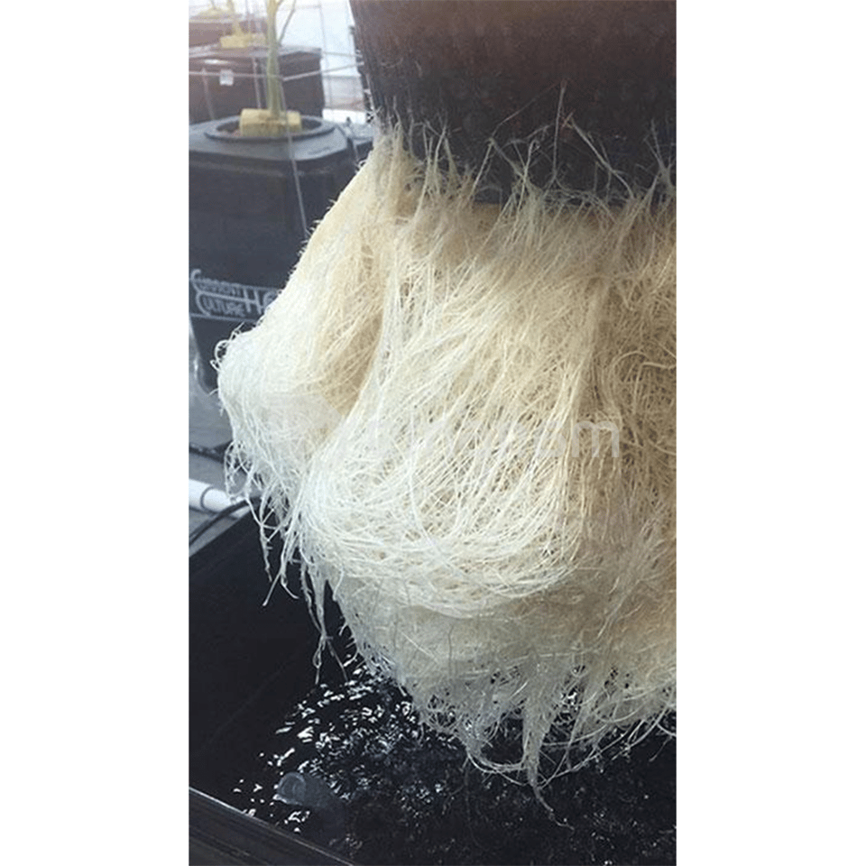 ჰიდროფონიკა DWC სისტემა GrowGrow 20ლ