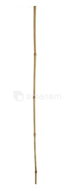 ბამბუკი დეკორატიული 12-14 120 სმ