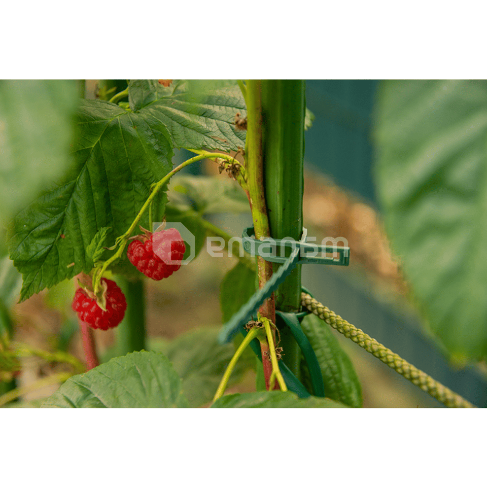 მცენარეების სამაგრი ლენტი მწვანე Bradas 170/5,4მმ  50 ც