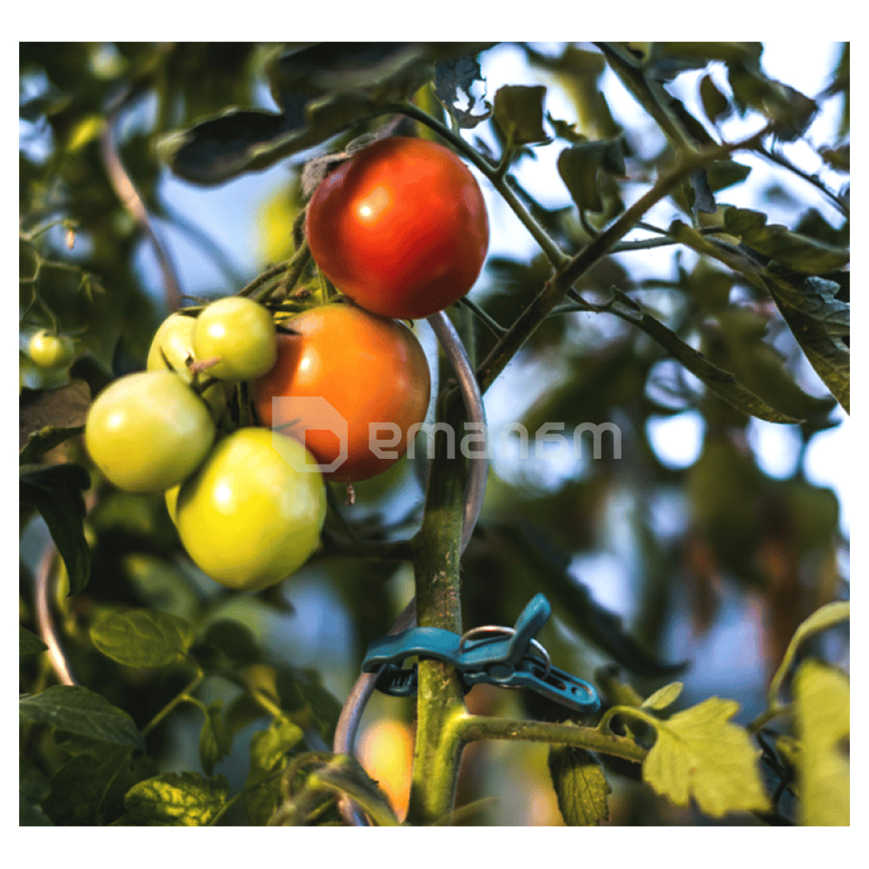 მცენარეების სამაგრი 1 ზომა Bradas 10 ც