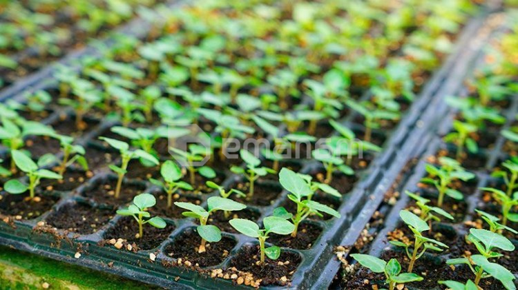 ფირფიტა პლასტიკური  Decoplant 700 32 უჯრა