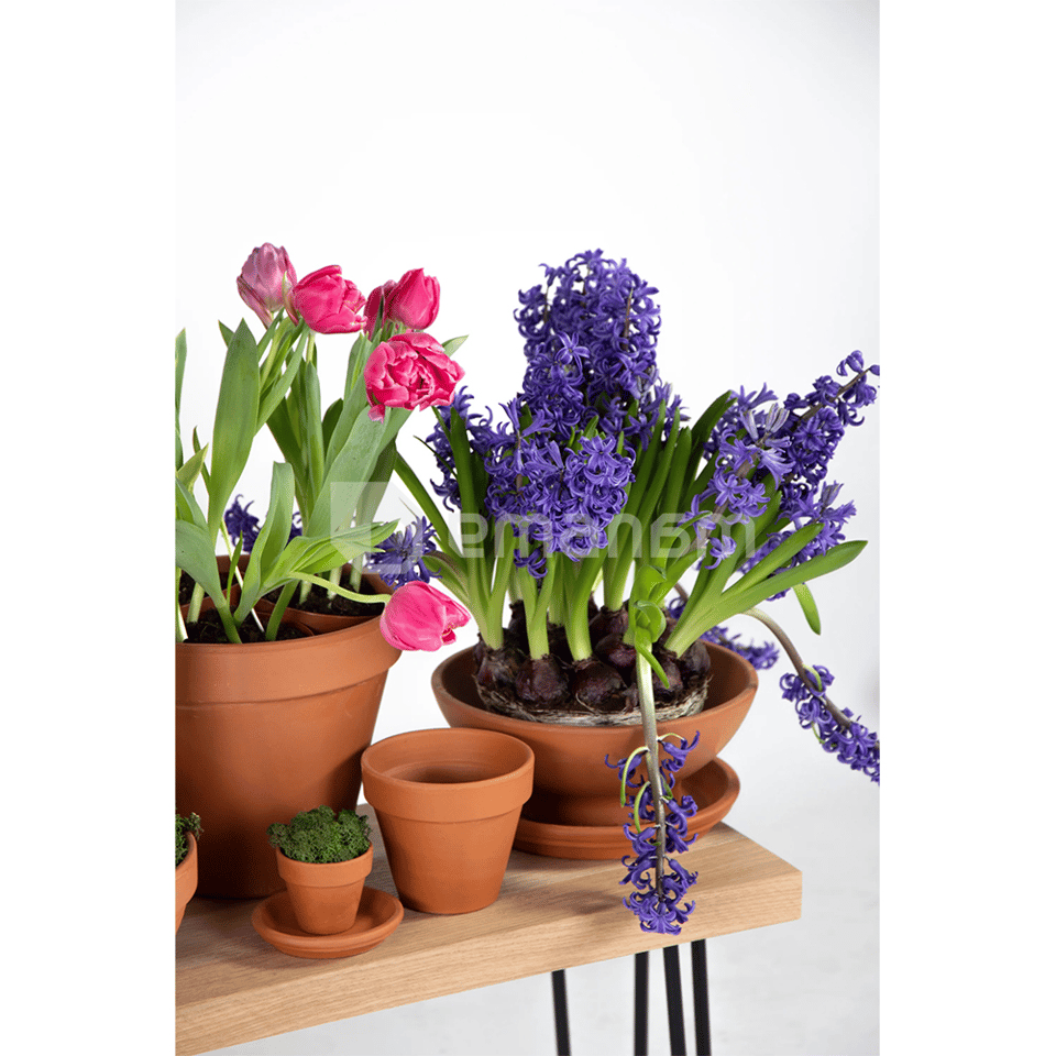 სადგამი ქოთნის Mega Collections Saucer Sottovaso 87151RZ D15.5H2.5