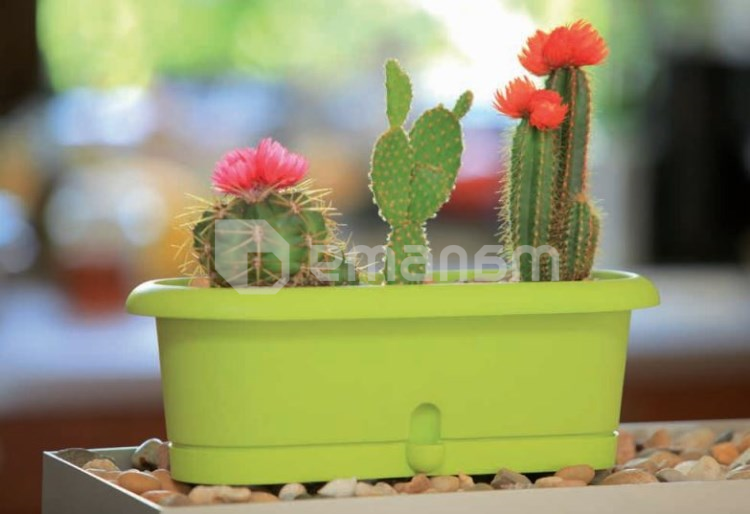 ქოთანი ყვავილის Form-Plastic Cactus box Lotos 30 pistachio