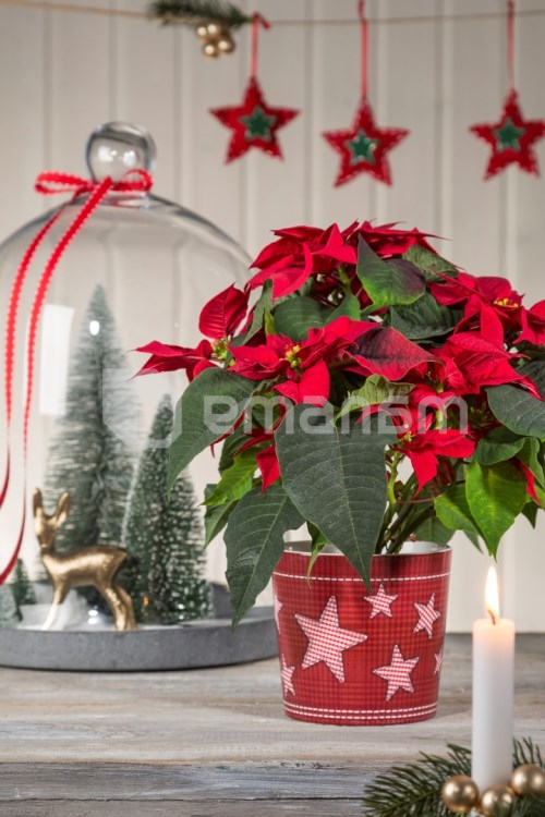 კერამიკული ქოთანი ყვავილებისთვის Scheurich 870/11 Winter Star