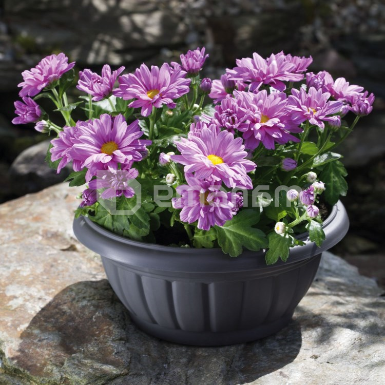 პლასტმასის ქოთანი FORM PLASTIC Elba Misa VERONA 0410-014Ø26 ანტრაციტი