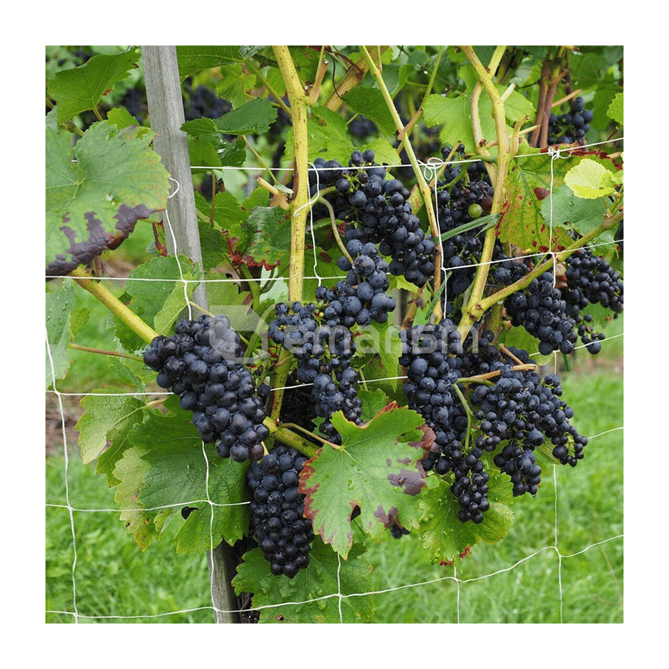 გასაბმელი ბადე GrowGrow