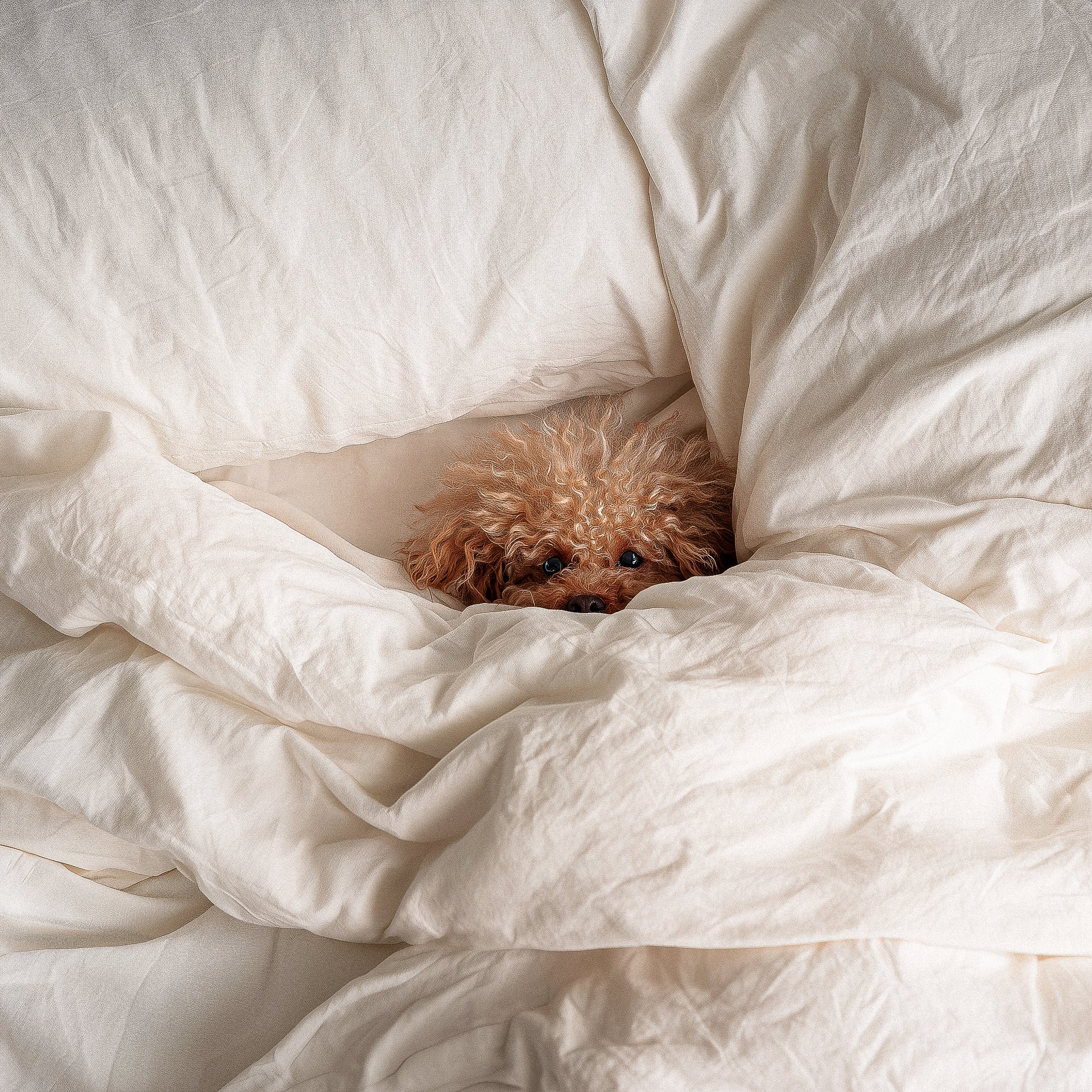 Puppy Under White Bedding
