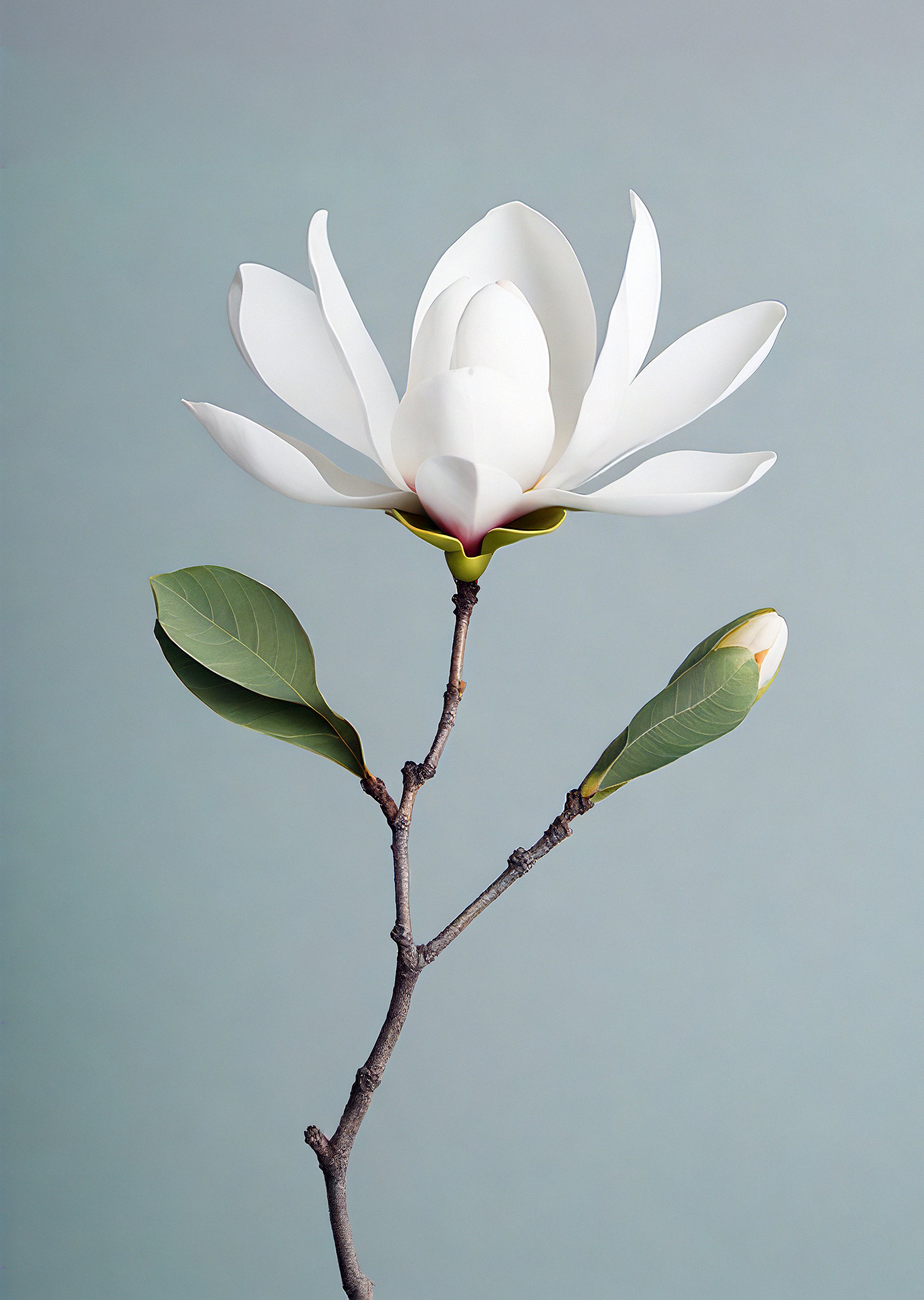 magnolia Dry Bloom