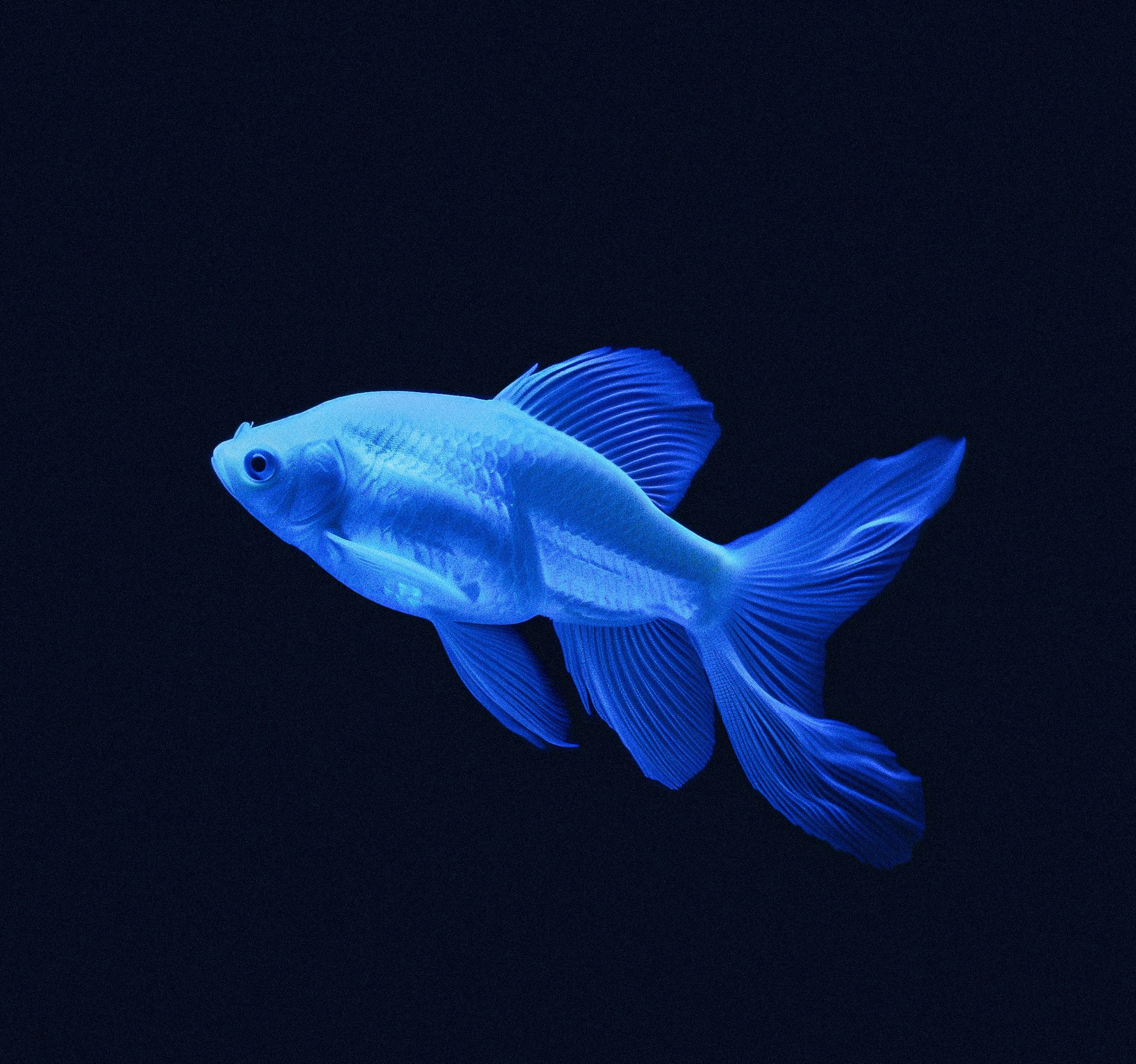 Blue fish