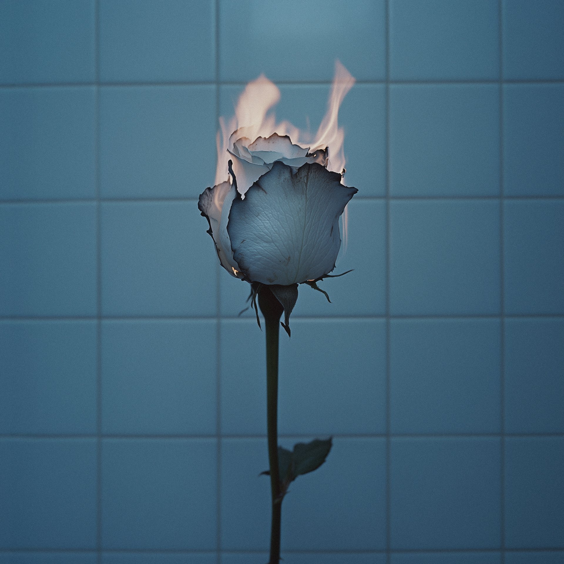 Burning Rose Drama