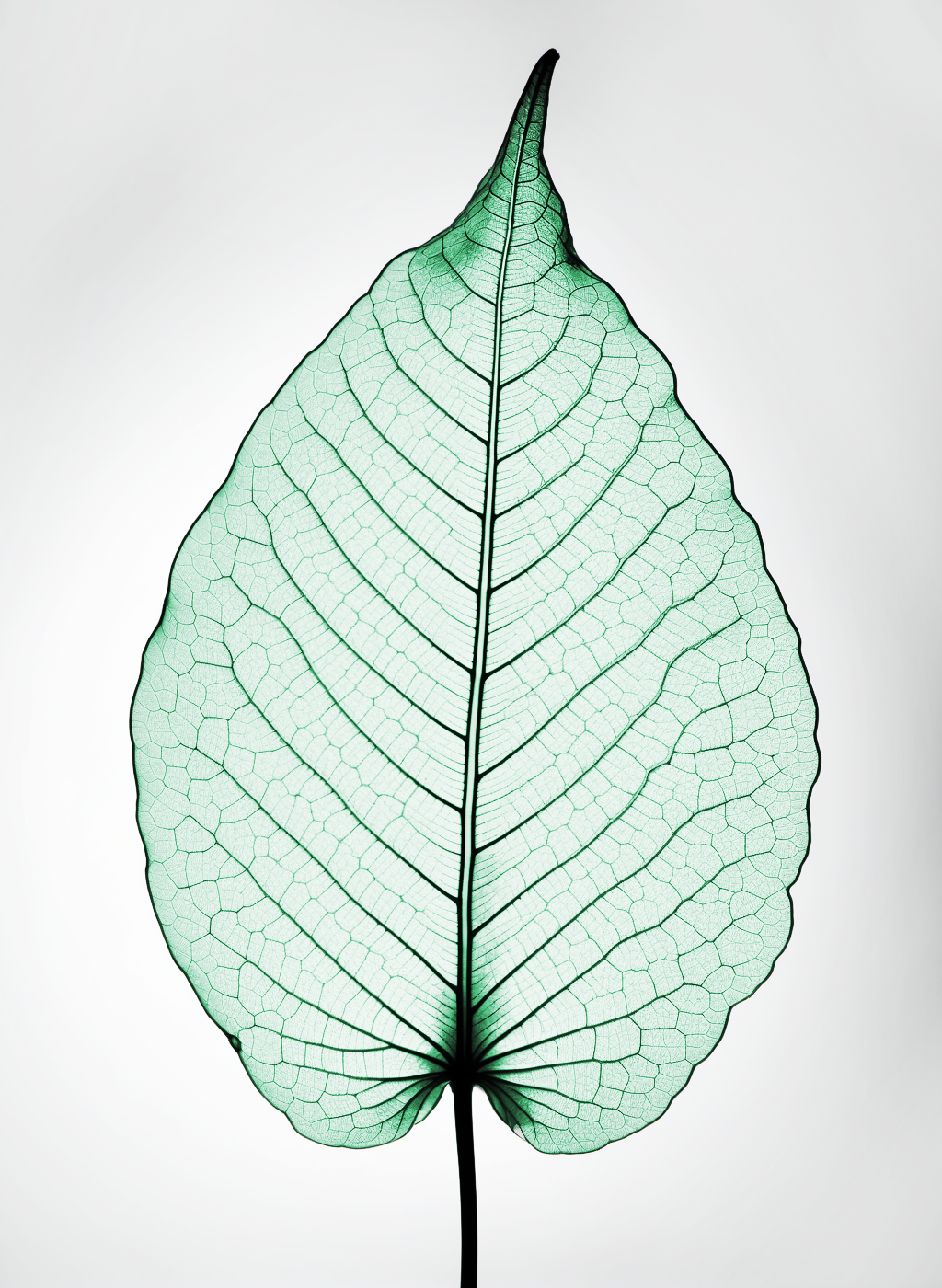 グリーンリーフ