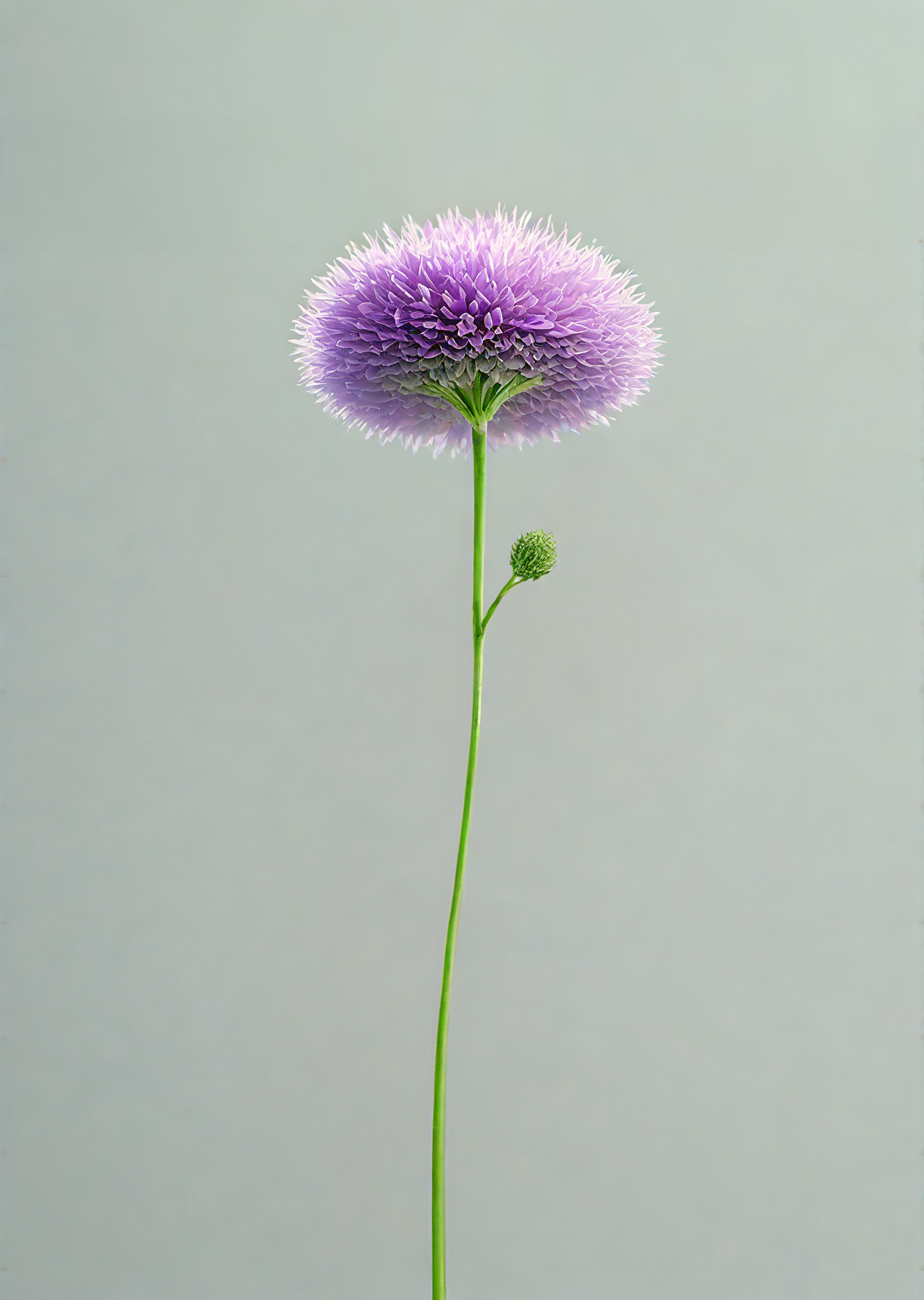 flower Purple 