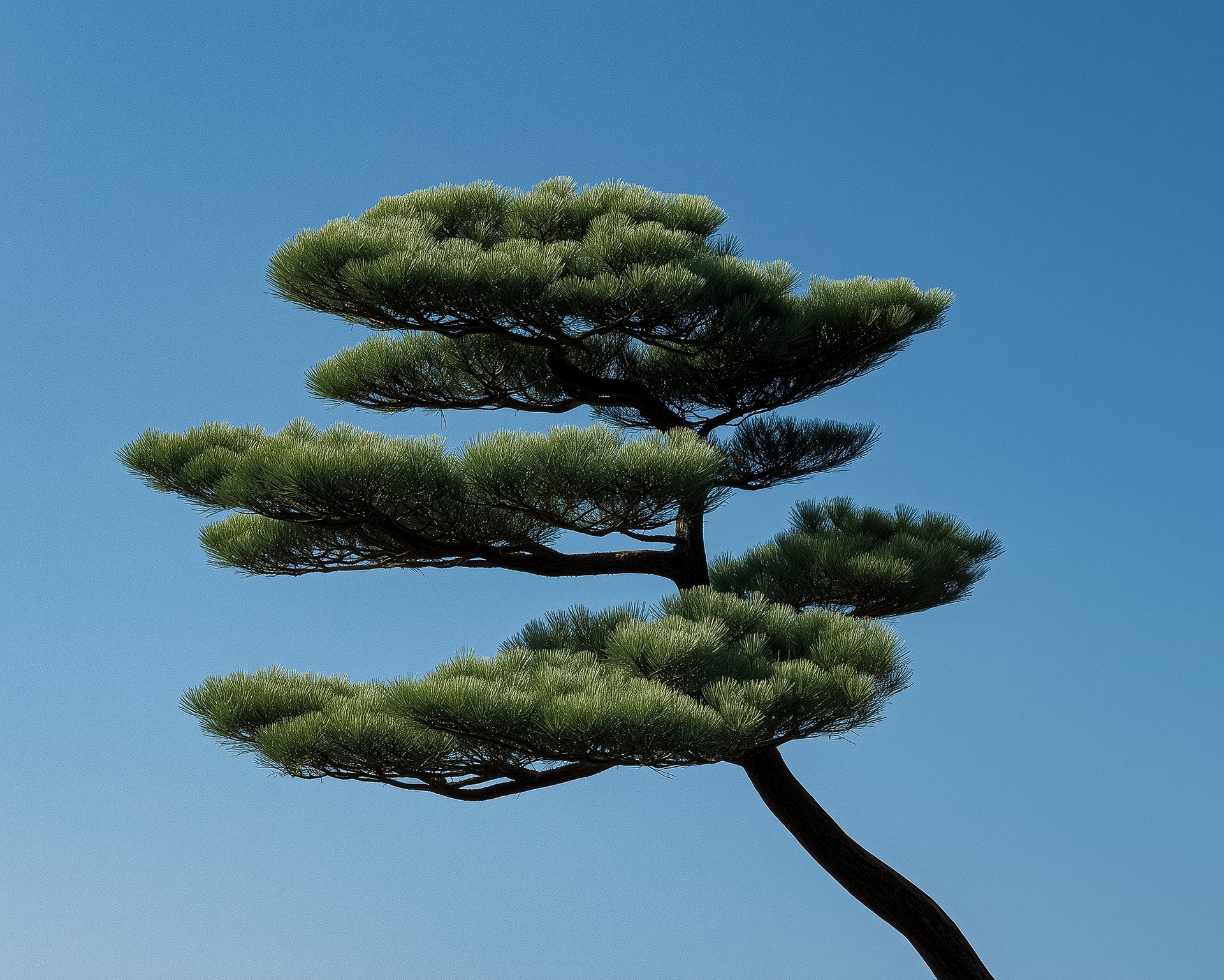 Sculpted Pine Against Sky