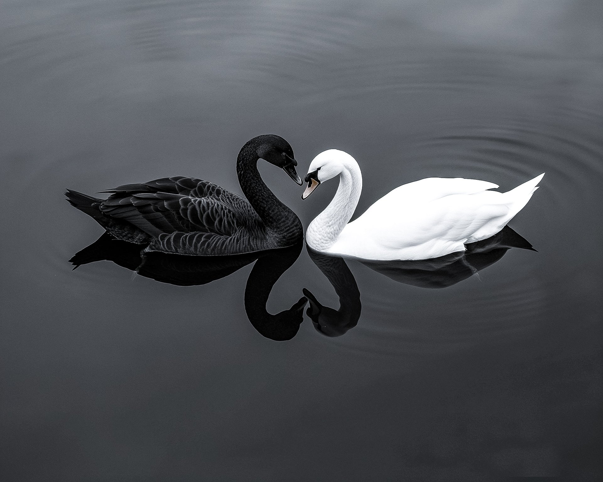 Black and white swans