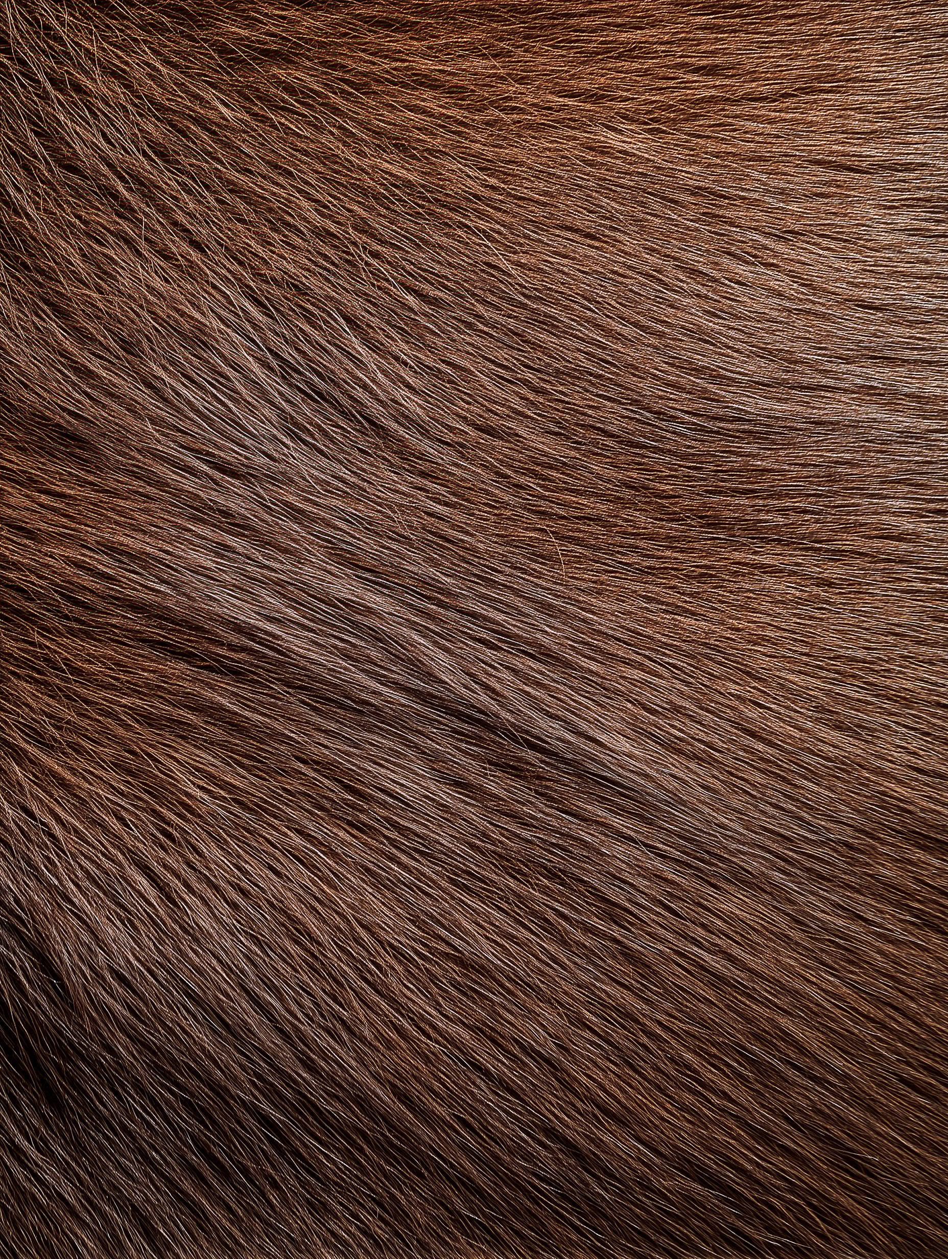 Brown Fur Texture Close-up