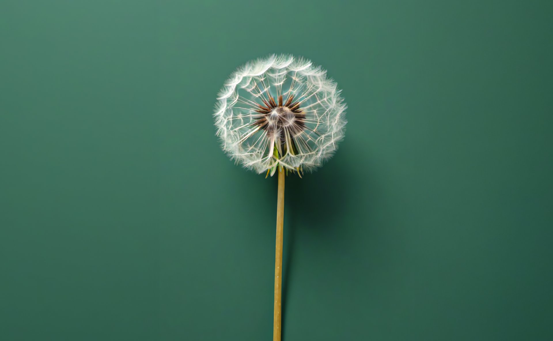 dandelion