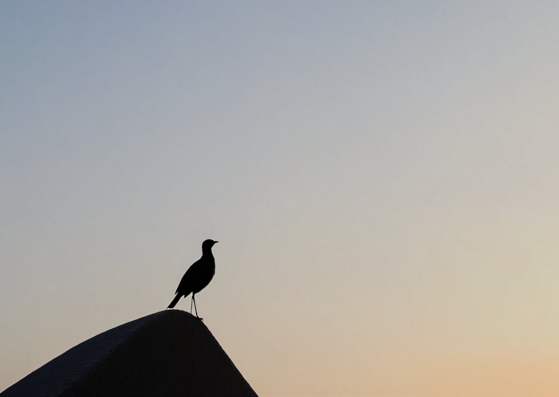 The Silhouette of A Bird