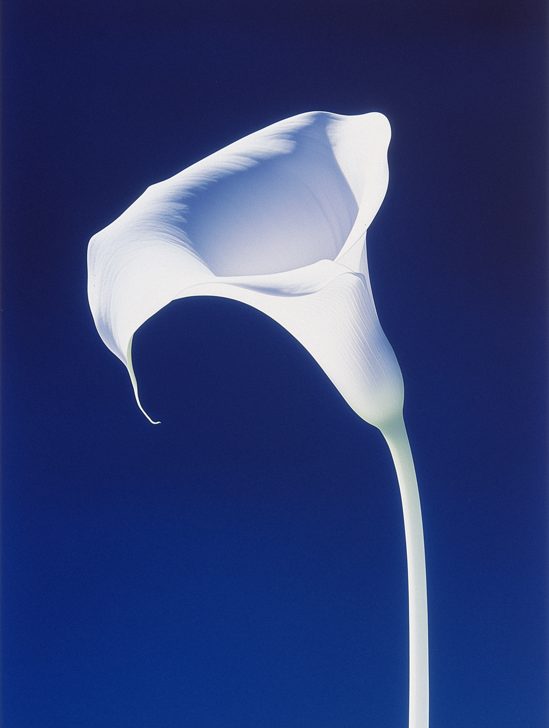 white lily against blue background