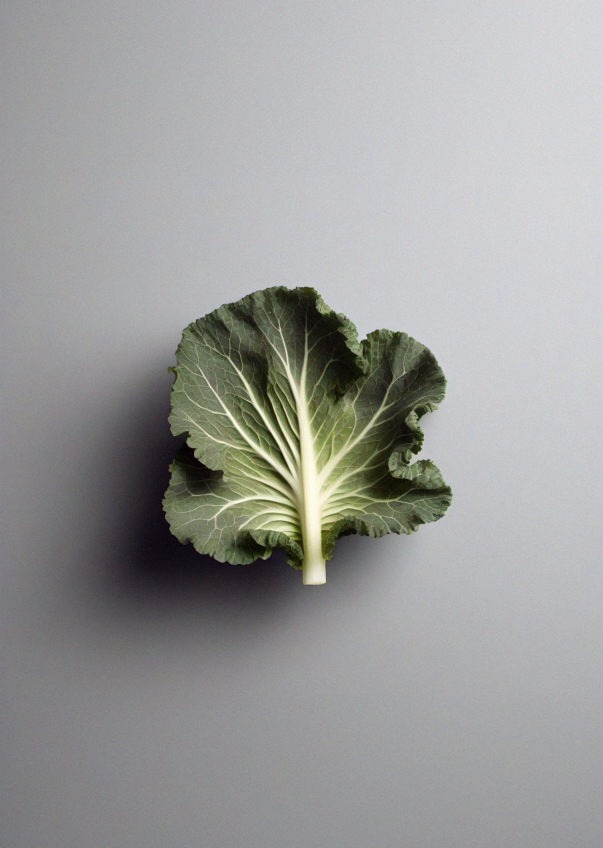 cabbage leaf