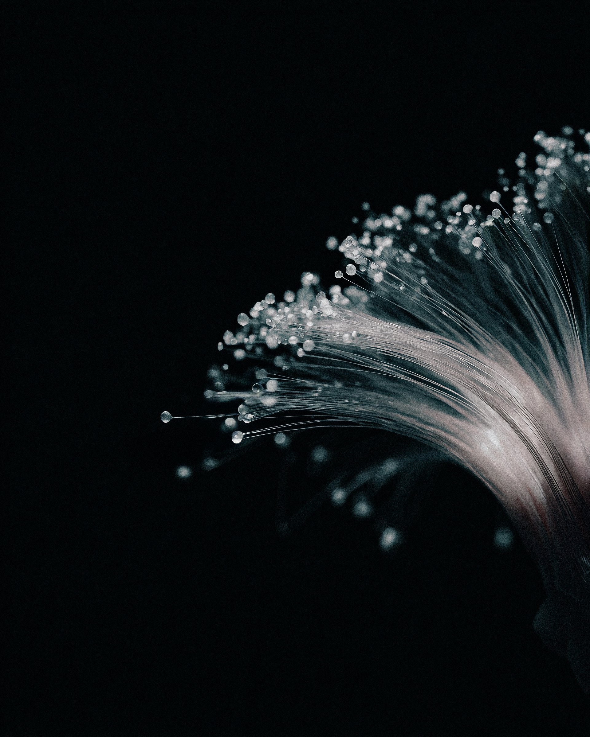 Optical fiber of a plant