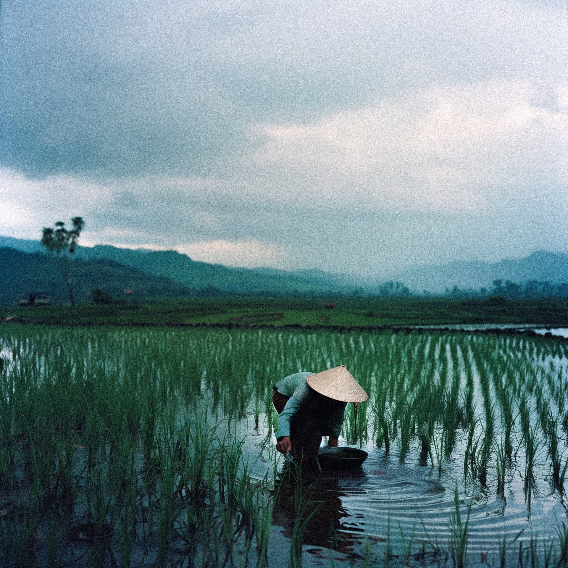 Rice fields, fields, work