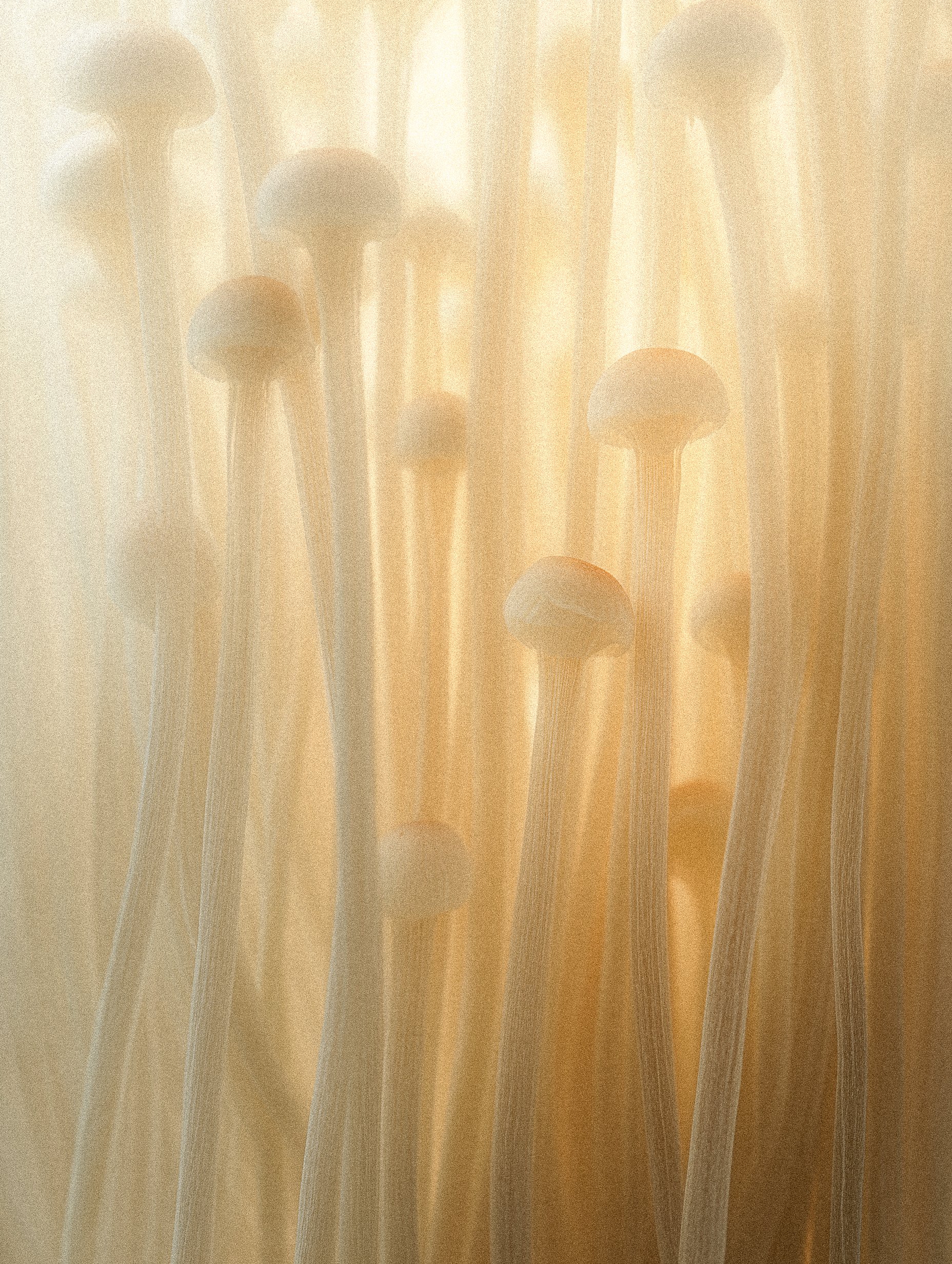 Enoki Mushroom Glow