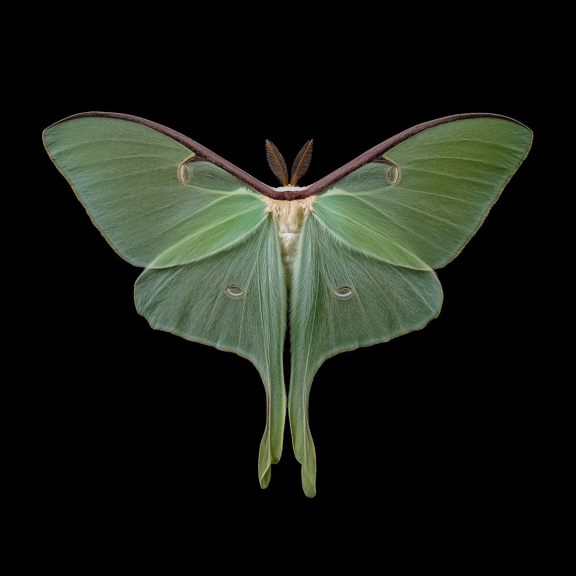 Emerald Luna Moth