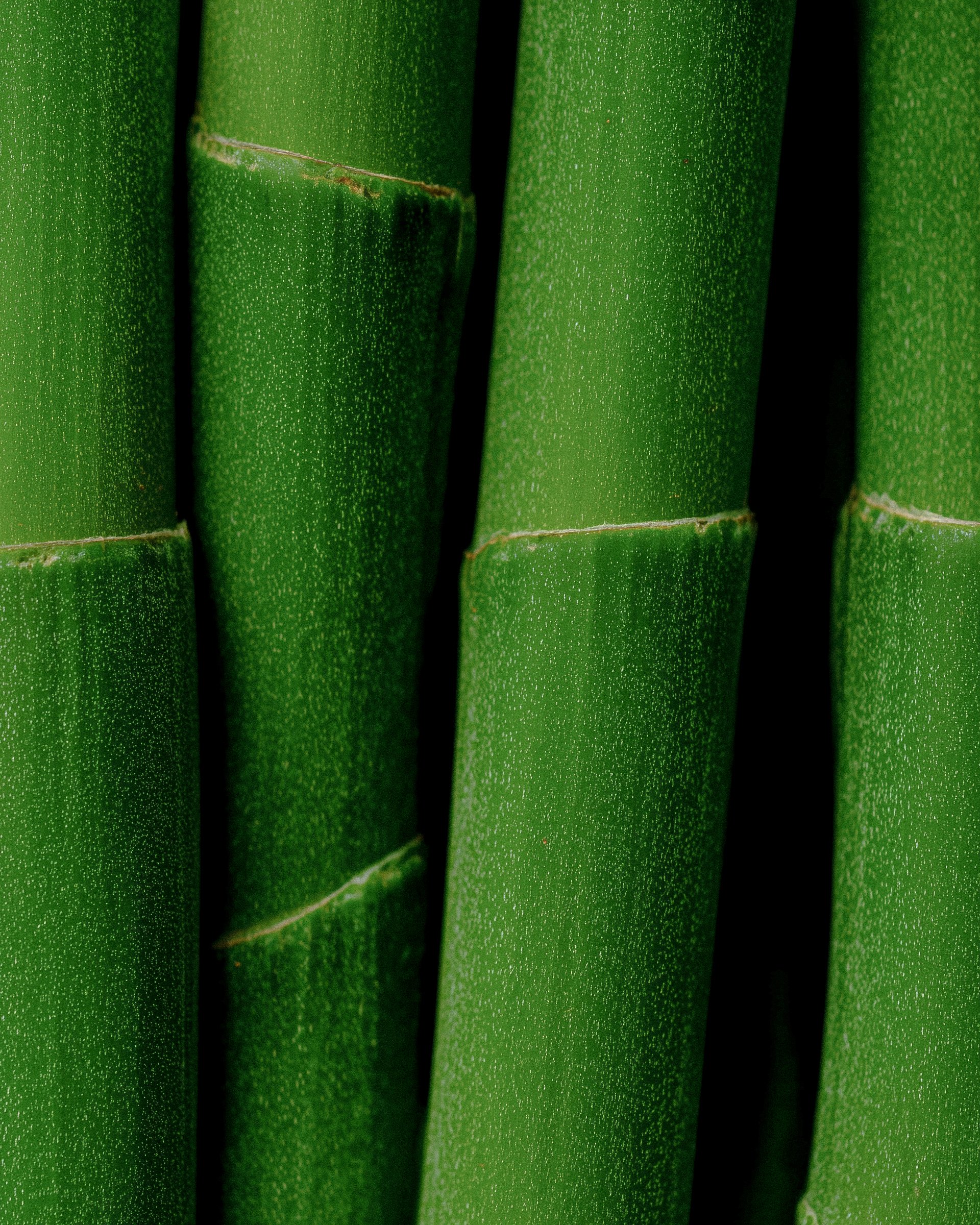 Bamboo crowd