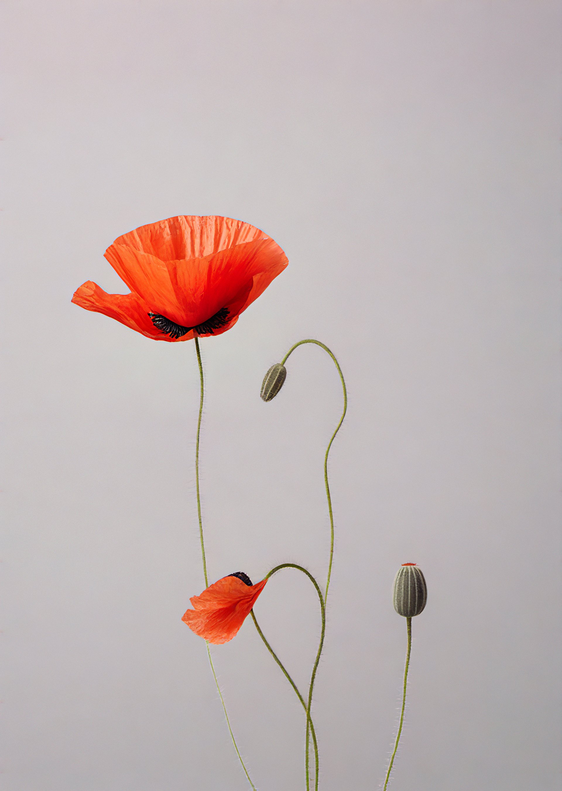 flower poppies 