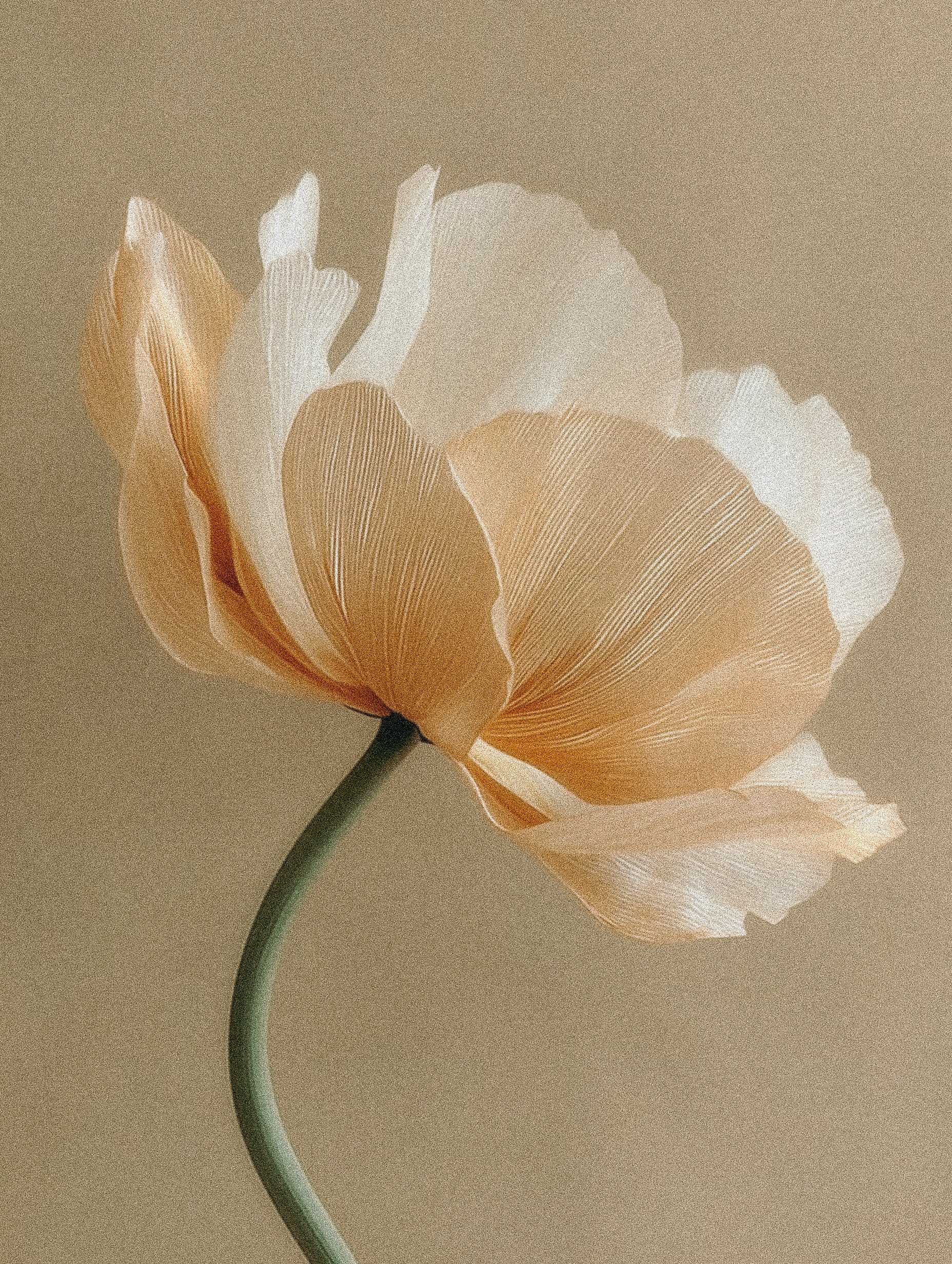 minimalist still life