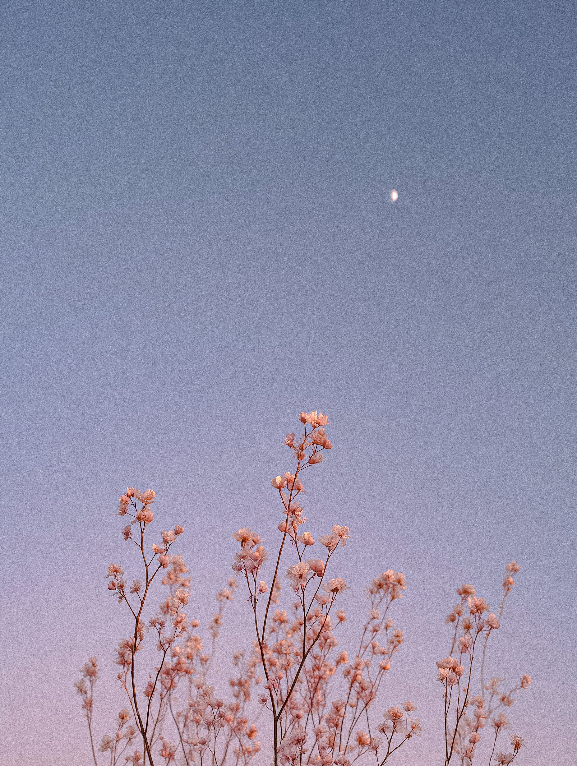 Delicate Pink Flowers Moon Sky